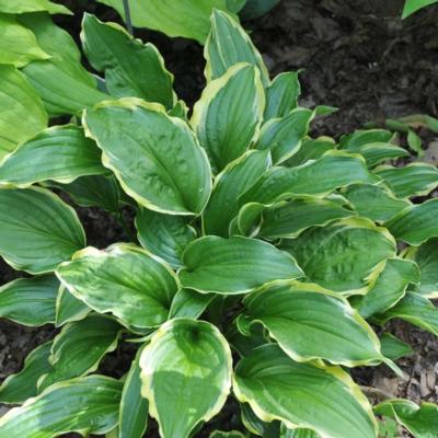 Hosta 'Lakeside Hoola Hoop'